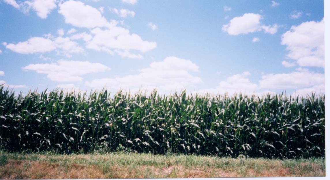 corn.jpg (106025 oCg)